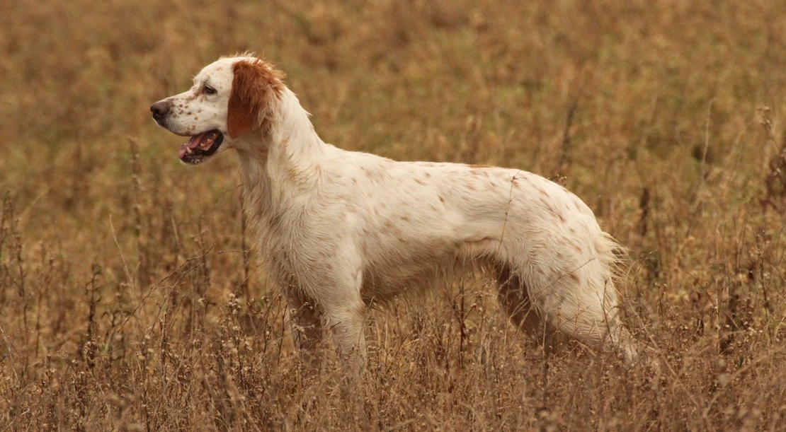 Exigen al Gobierno rigor para elaborar la estadística sobre abandono de perros