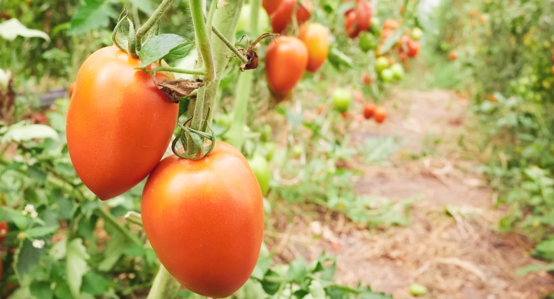 Denuncian que una compañía de seguros agrícolas cambia las normas para "no abonar los siniestros"