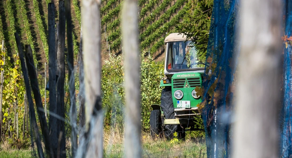 Denuncian "pérdidas de 1.500 M€ para los viticultores en esta vendimia"