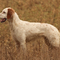 Exigen al Gobierno rigor para elaborar la estadística sobre abandono de perros