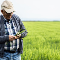 Los agricultores extremeños, "de los más perjudicados en el reparto de ayudas de la PAC"