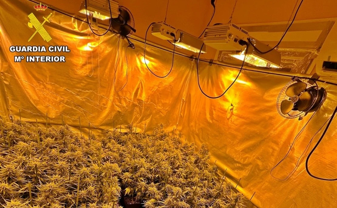 Operación antidroga en Puebla de la Calzada: intervienen casi 1000 plantas de marihuana