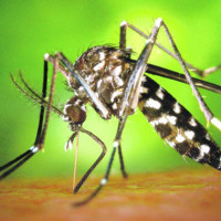 Exigen soluciones para controlar la proliferación del mosquito tigre en Extremadura