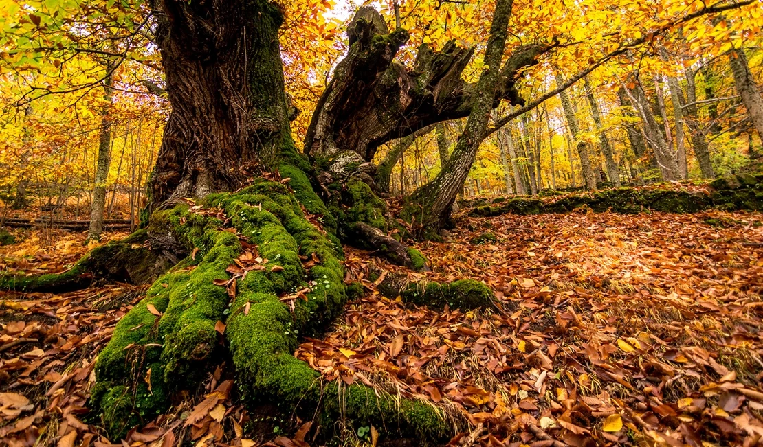 El Ambroz listo para ofrecer toda su riqueza en la celebración de su 'Otoño Mágico'
