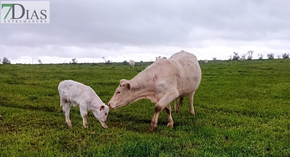 Los jóvenes de entre 18 y 40 años recibirán ayudas para la creación y mejora de explotaciones agrarias o ganaderas