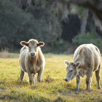 Más de 35.000 ganaderos y agricultores reciben los ingresos de la PAC en Extremadura