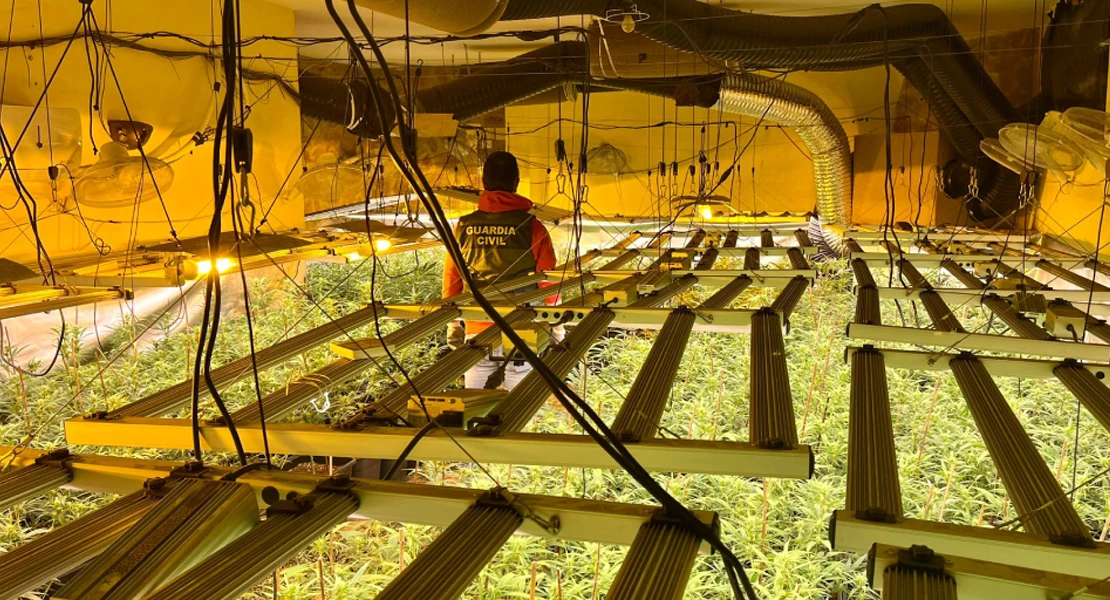Descubren un importante centro de producción de plantas de marihuana
