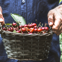 Se hartan de esperar ayudas para el cultivo de cerezas: "Solos o acompañados, nos vamos a mover"