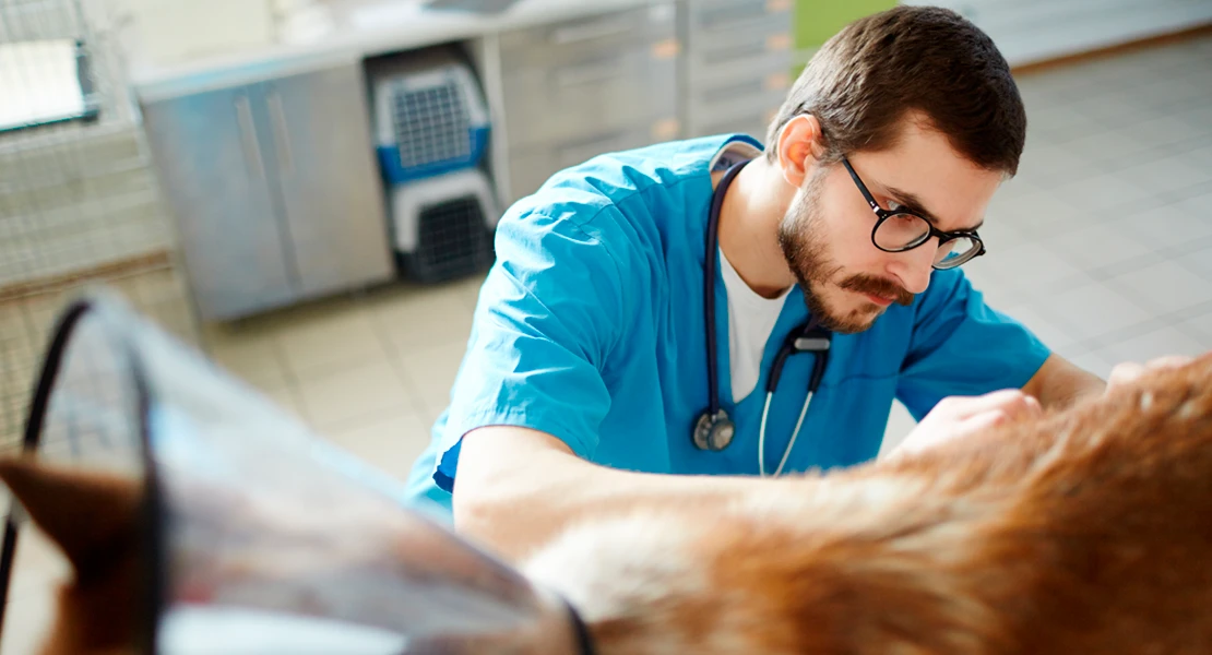 PACMA exige la bajada de IVA de los veterinarios en España