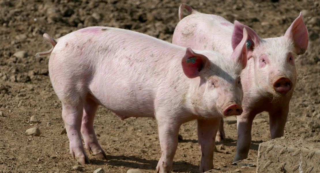 Preocupación en el sector porcino por el nuevo Real Decreto de Bienestar Animal
