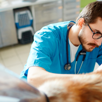 PACMA exige la bajada de IVA de los veterinarios en España
