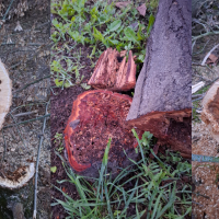Detectan hongos en los árboles podados del parque López de Ayala de Mérida