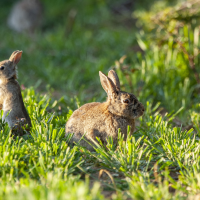 Advierten de los peligros para la Salud Pública derivados de la plaga de conejos
