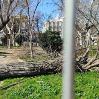 Talan árboles centenarios "perfectamente sanos" en el parque López de Ayala de Mérida