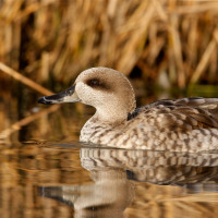 SEO/BirdLife identifica un millón de hectáreas nuevas como Áreas Importantes para las Aves (IBA)