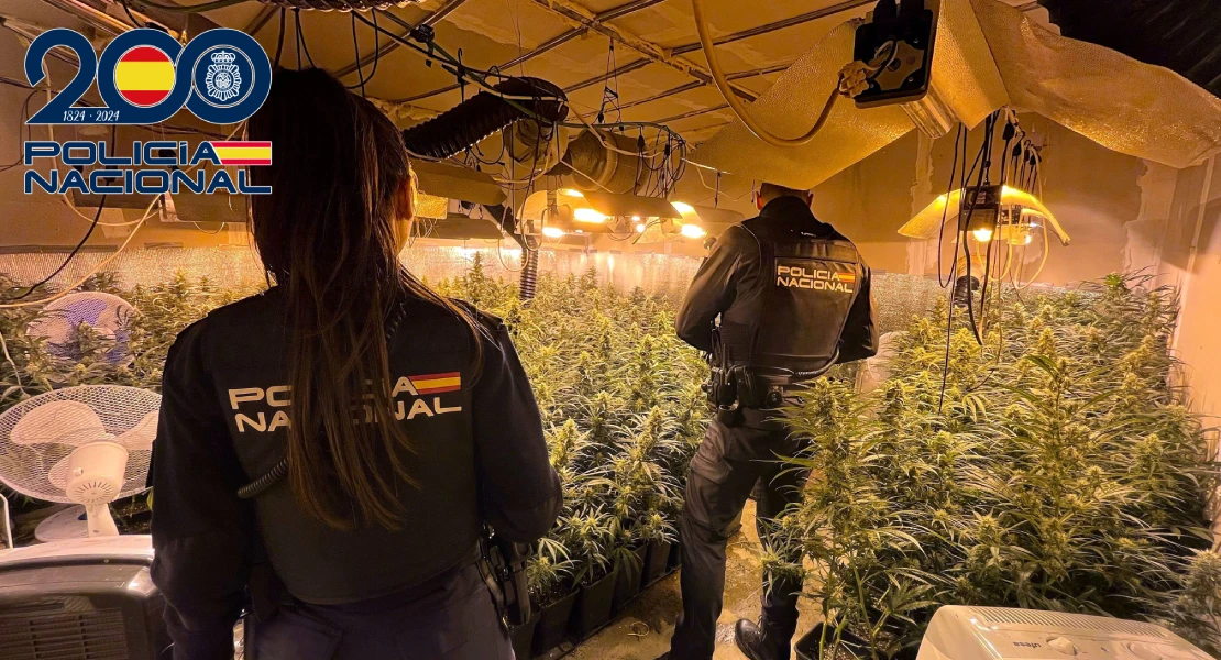 La Policía Nacional incauta 260 plantas de marihuana en Almendralejo