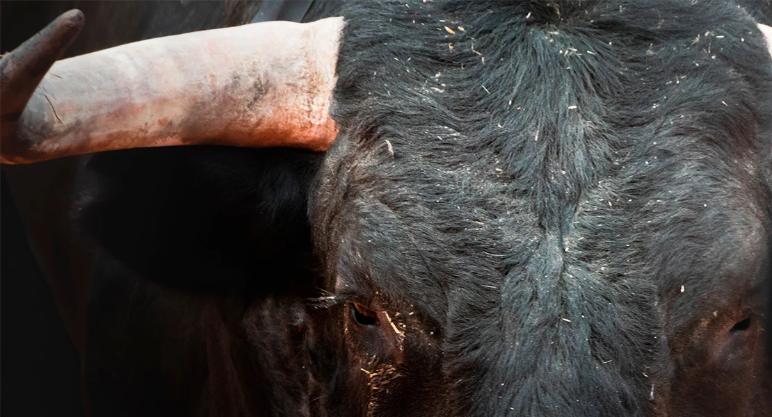 Un toro cornea a una mujer en Montehermoso (Cáceres)