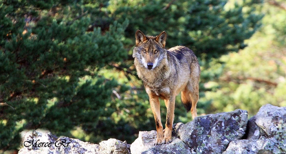 La conservación del lobo es una obligación, "pero no puede ser a costa de los ganaderos"