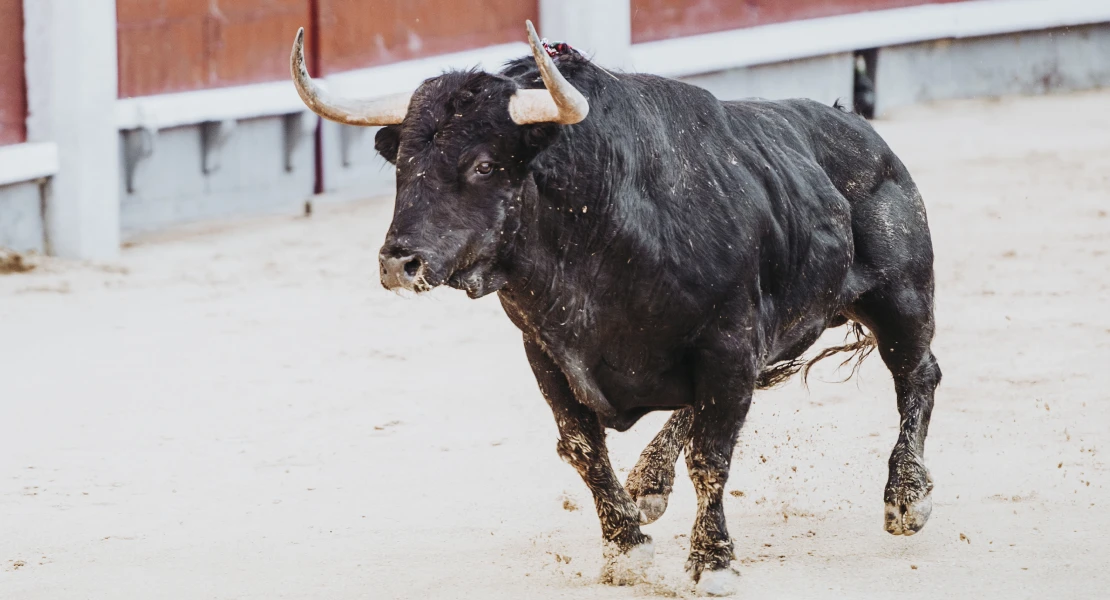 IX Feria Internacional del Toro de Coria: arranca un fin de semana cargado de actividades