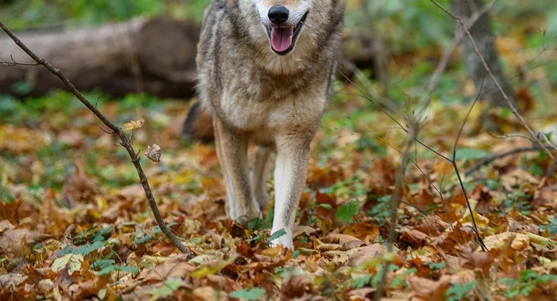 Peligrosa vía libre para la caza del lobo