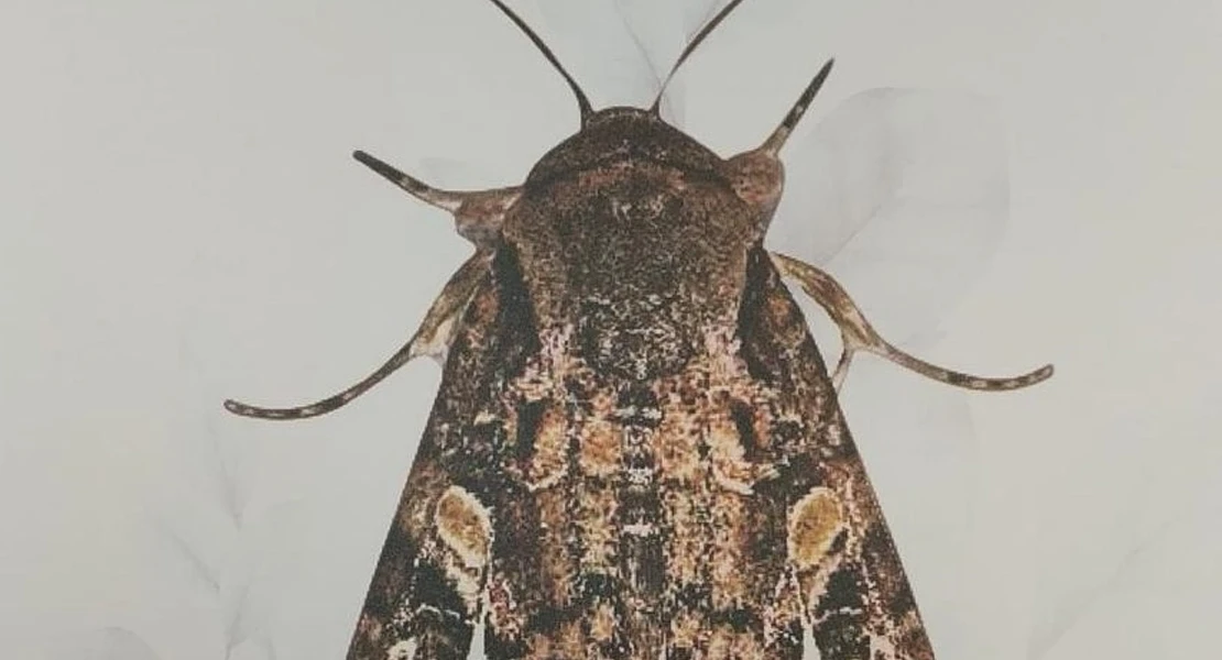 ¿Y si llega una plaga de polillas a Extremadura? Esto es lo que ocurriría