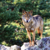 La conservación del lobo es una obligación, "pero no puede ser a costa de los ganaderos"