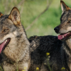 La conservación del lobo es una obligación, "pero no puede ser a costa de los ganaderos"