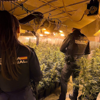 La Policía Nacional incauta 260 plantas de marihuana en Almendralejo