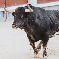 IX Feria Internacional del Toro de Coria: arranca un fin de semana cargado de actividades