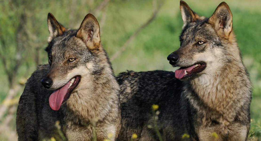 La conservación del lobo es una obligación, "pero no puede ser a costa de los ganaderos"