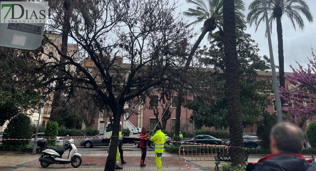 Varios operarios cortan árboles afectados por el temporal en Badajoz
