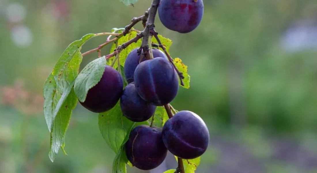 Estos son los primeros daños que las lluvias están provocando en el campo