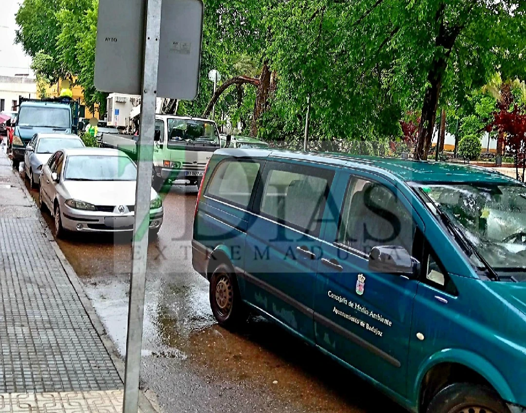 Cae un árbol de grandes dimensiones a la vía pública en Badajoz