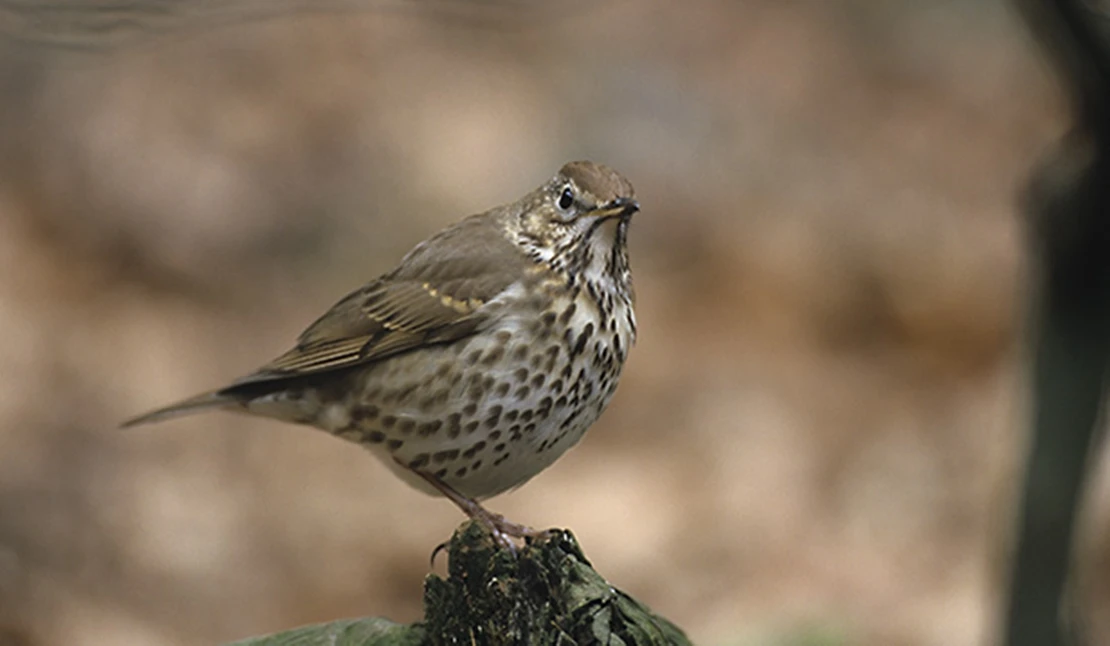 Extremadura aporta el 24 % de los censos nacionales de aves migratorias invernantes