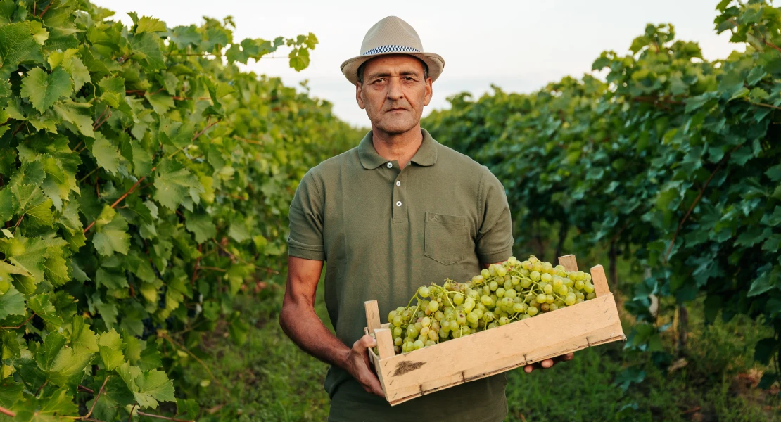 Denuncian la discriminación en las ayudas hacia los viticultores extremeños