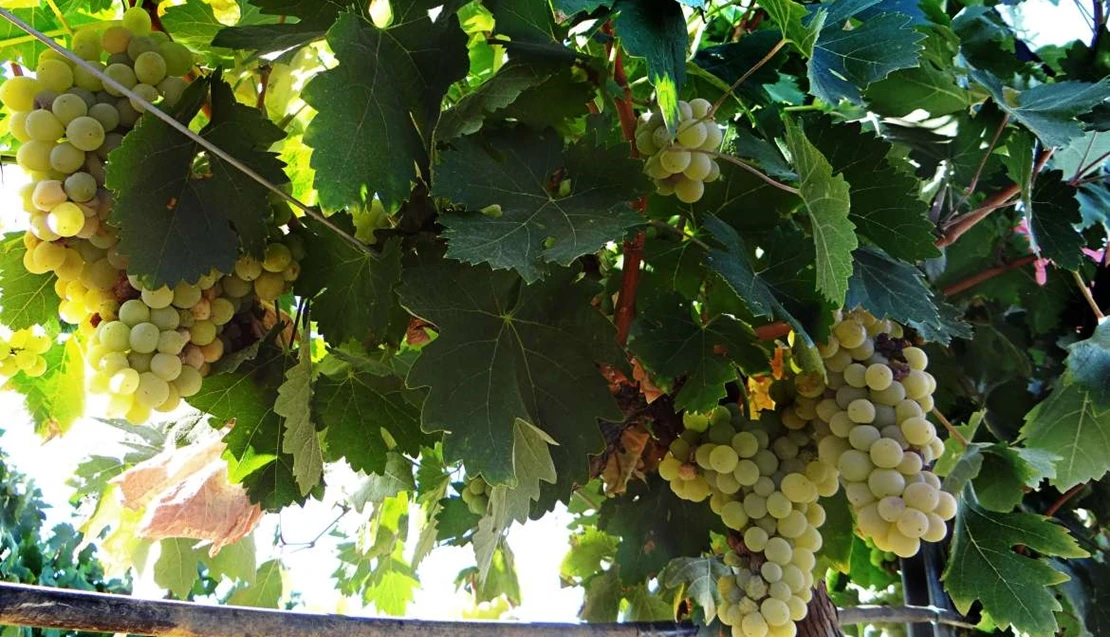 Convocatoria de 2M€ para ayudas a la destilación de subproductos de la vinificación
