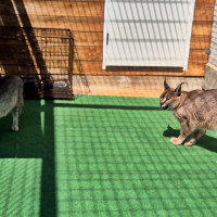 Detenidos por vender a través de internet animales exóticos
