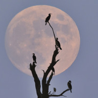 Calendario lunar para el mes de abril: ¿cuándo podremos ver luna llena?
