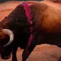 En coma un hombre de 69 años tras ser corneado por un toro
