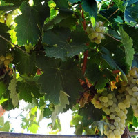Convocatoria de 2M€ para ayudas a la destilación de subproductos de la vinificación