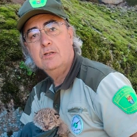 Heroico rescate: salvan a tres crías de lince ibérico tras morir su madre atropellada en Cáceres