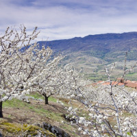Dinamarca y Bélgica se interesan por los atractivos de Extremadura