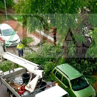 Cae un árbol de grandes dimensiones a la vía pública en Badajoz