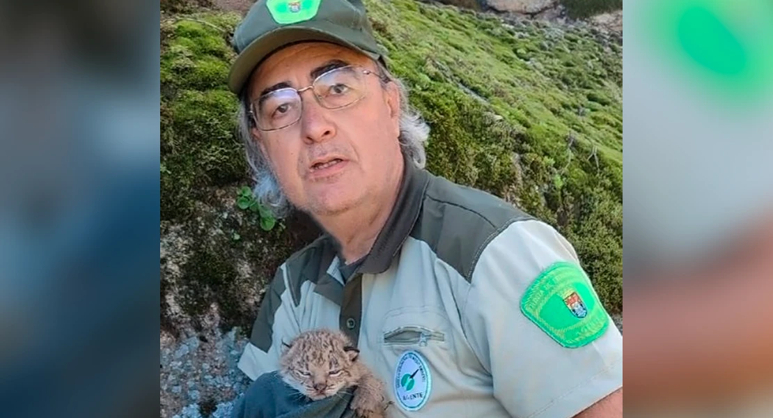 Heroico rescate: salvan a tres crías de lince ibérico tras morir su madre atropellada en Cáceres