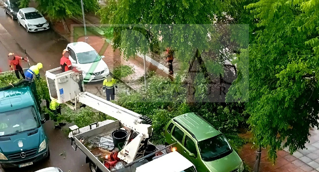 Cae un árbol de grandes dimensiones a la vía pública en Badajoz