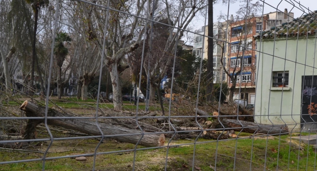 Denuncian la tala de árboles y otras especies en Mérida: "Debería llamarse 'concejalía de Desiertos'"