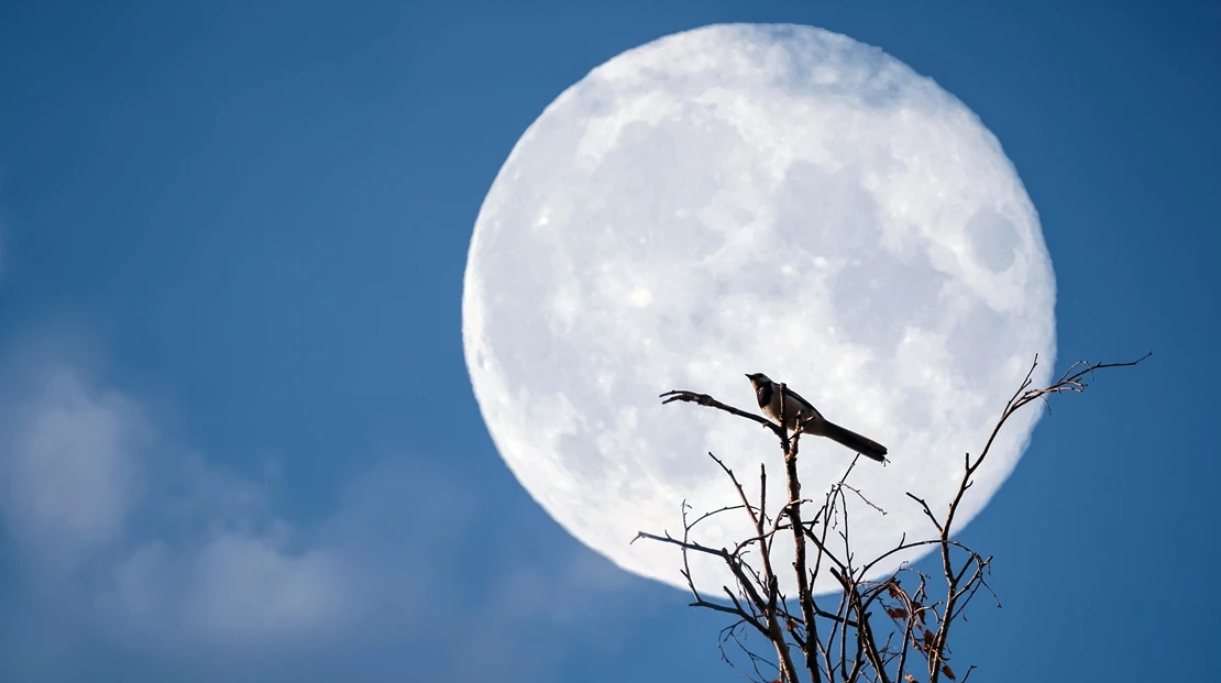 La luna llena de mayo se acerca: cuándo podremos verla