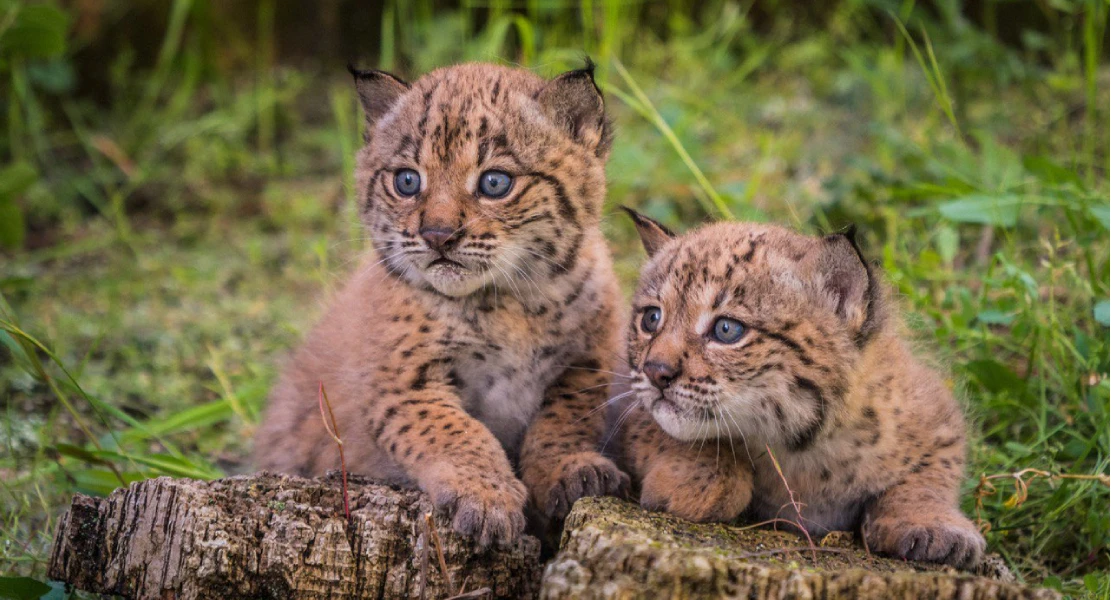 Buena noticia para el lince ibérico: crece su población un 14 % el último año