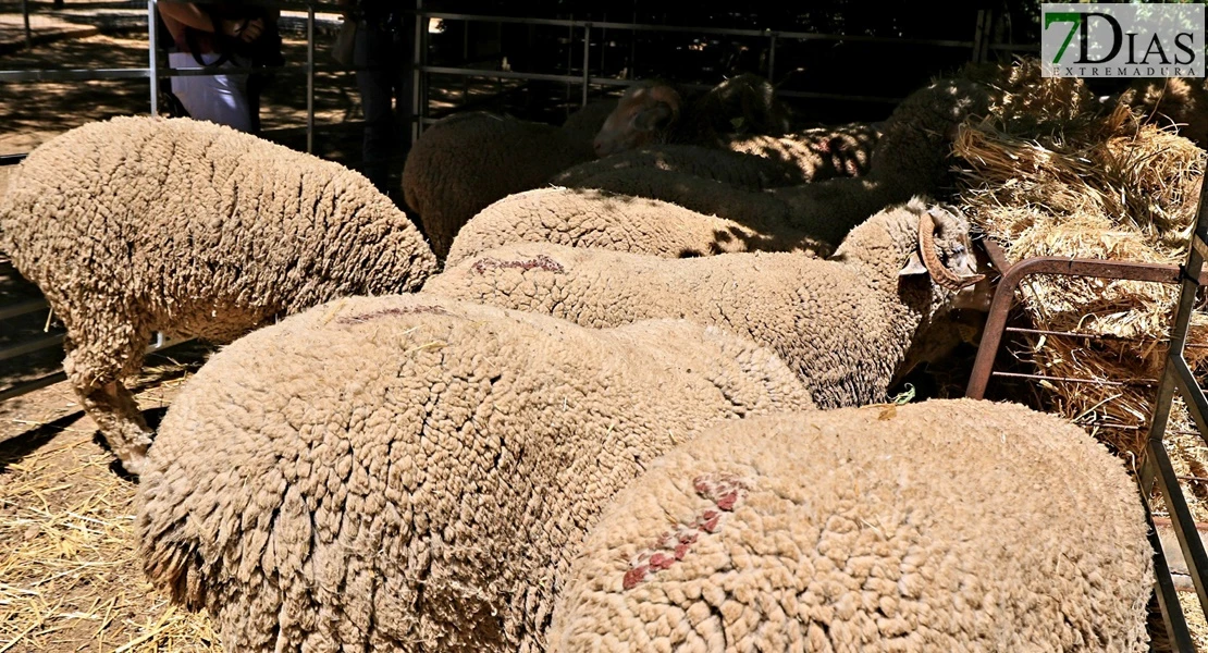 Vive la Trashumancia y la Feria del Queso de Valverde de Leganés: un viaje que da sabor a la tradición