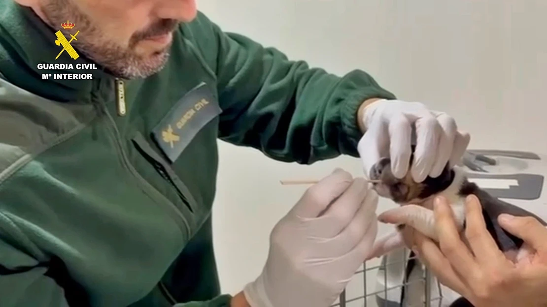 Investigado por tirar cuatro cachorros de perro a la basura